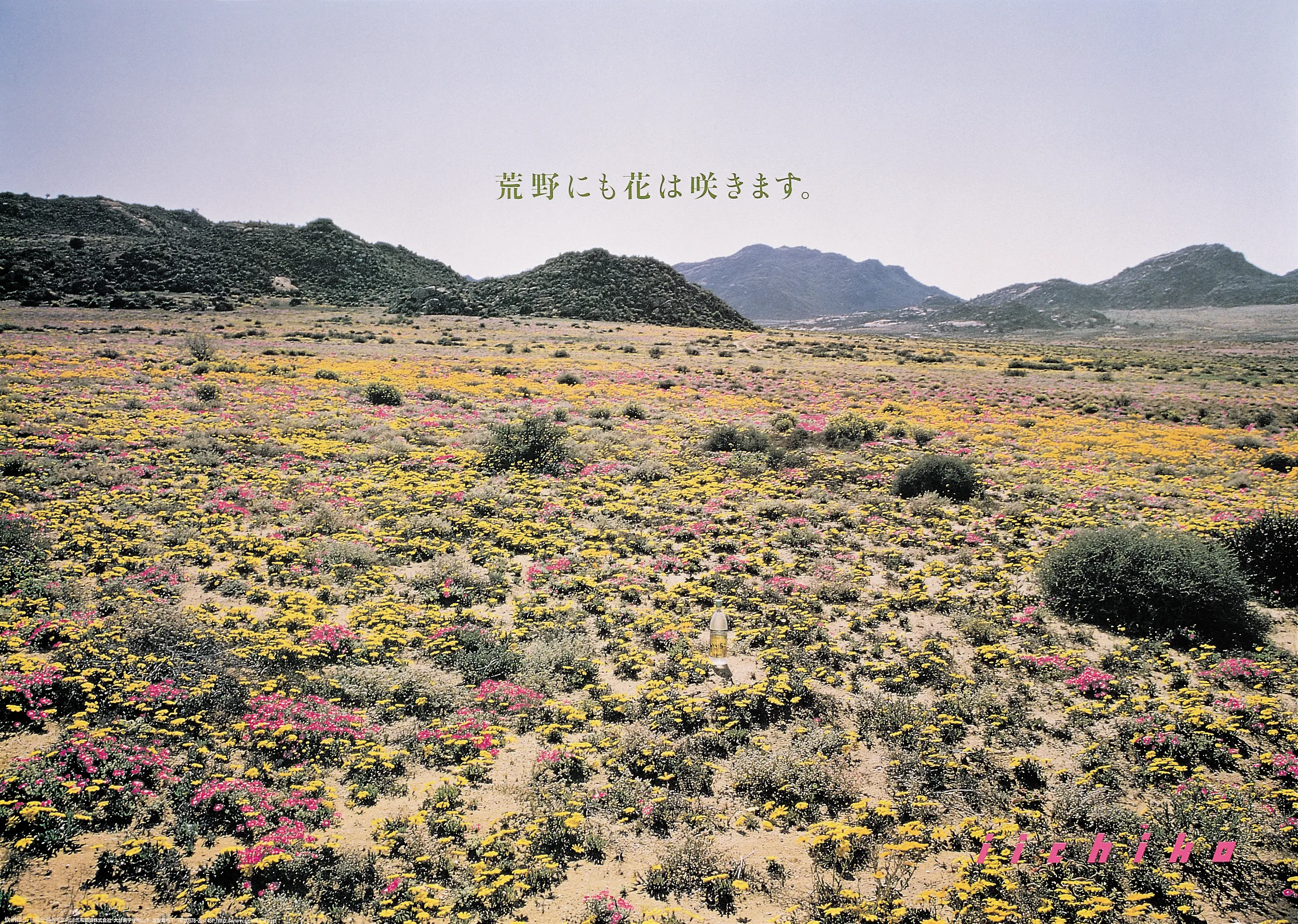 野の花は、自分で咲く。 - iichiko Gallery | 三和酒類株式会社