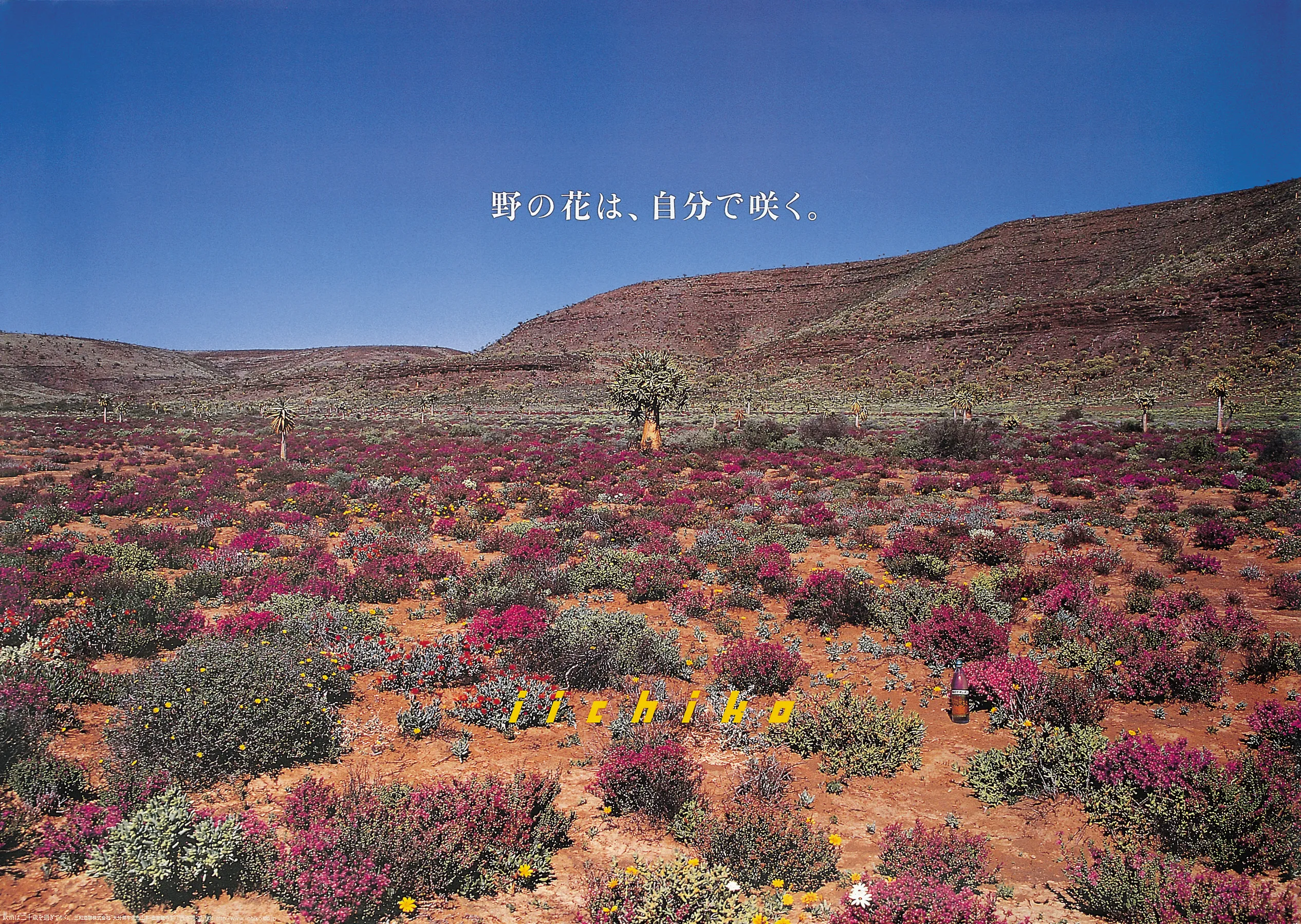 野の花は、自分で咲く。 - iichiko Gallery | 三和酒類株式会社