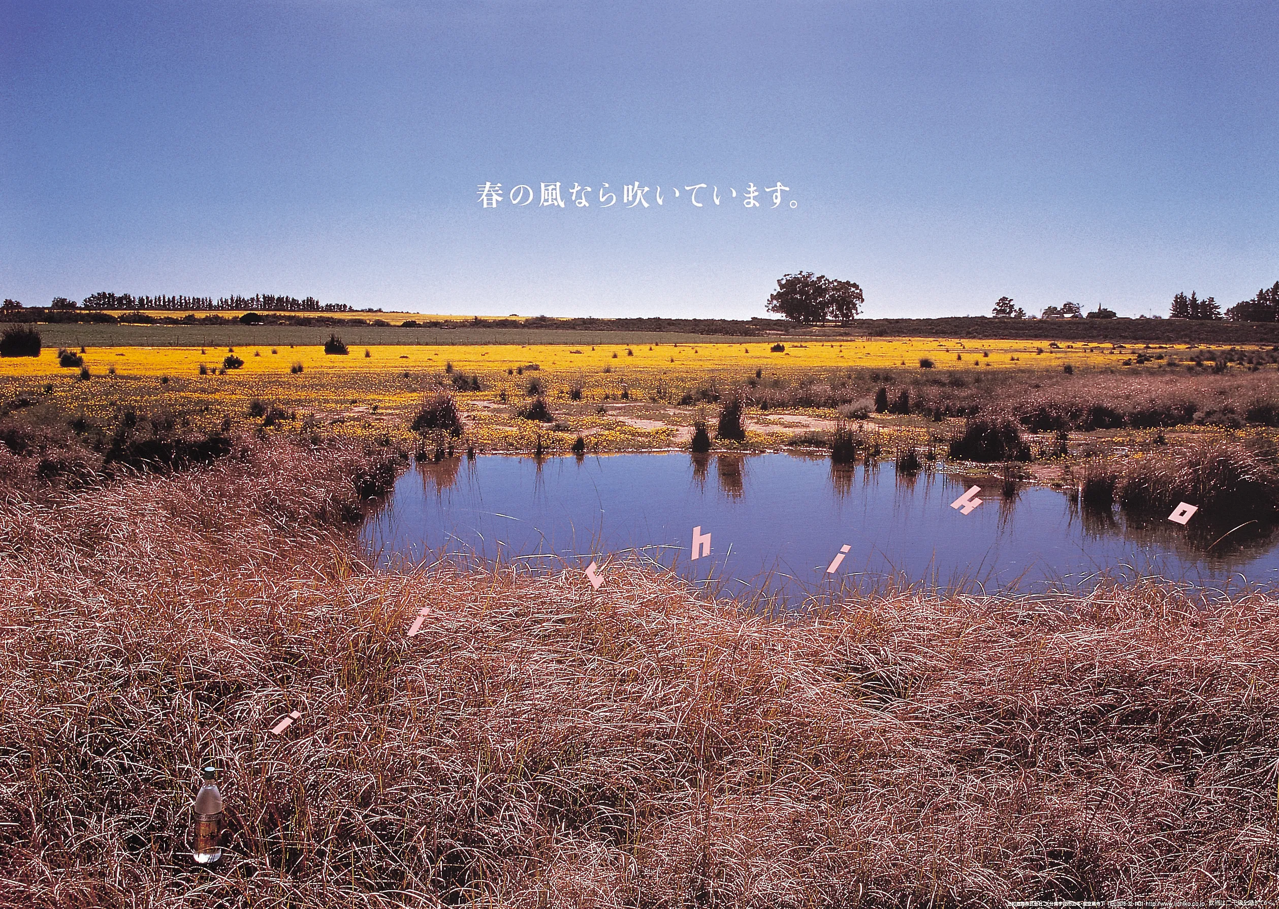 野の花は、自分で咲く。 - iichiko Gallery | 三和酒類株式会社